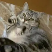 うりの画像
