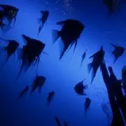 DDDの画像