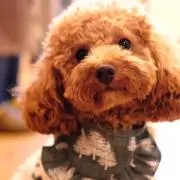 Yoshiの画像
