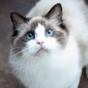 ゼノン