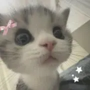 文の画像