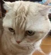 ポテトの画像