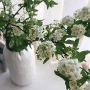 Meの画像
