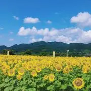みーにゅ