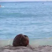 ☆ヨシ☆