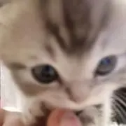 とある猫の画像