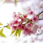 Suzu-Meの画像