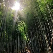 ひなたの画像