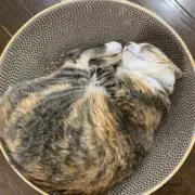 にゃっつの画像