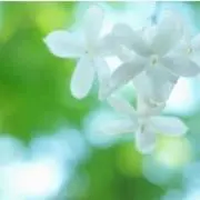 Jasmineの画像