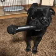 なめそ