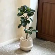 kuu