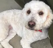 Daisyの画像