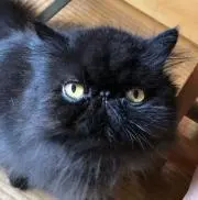 倹約ばあば