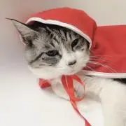 ジャスミン茶