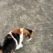 からあげちゃんの画像