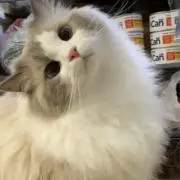 ひな