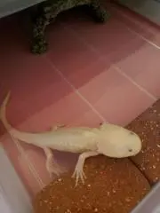 kameyohaの画像
