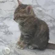 も
