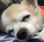CHIWAWAの画像