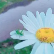 S.