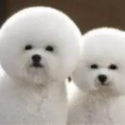 saの画像
