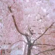 Ruriの画像
