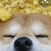鹿