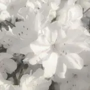 りの画像