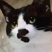 ツバサ