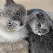 ちょこまるん
