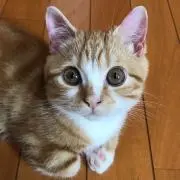 ニャイキーの画像