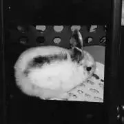 MIMI