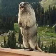 marmoの画像