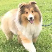 ジョニー