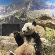 パンダさん大好きの画像