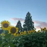 Niccoの画像