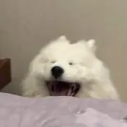 ィの画像