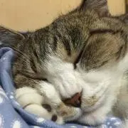 あぽん