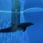 ぽんぽんの画像