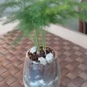 ミントの画像