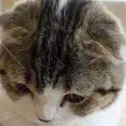 いたおの画像