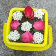 ききょう