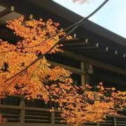 きのこ