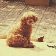 チャンミー