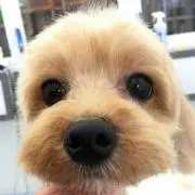 こっちゃんKotetsu