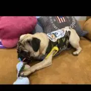 JUJUハンドメイド犬の服の画像
