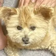 ぷーちゃまの画像