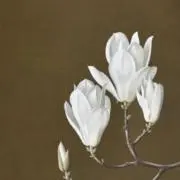 千秋の画像