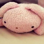 ぽんもの画像